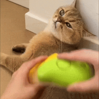 Steam Grooming Brush for Cats — Soft Coat, Happy Cat