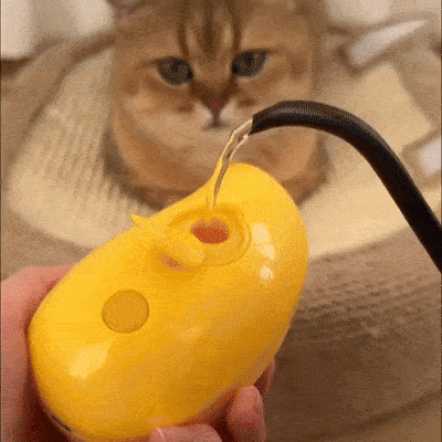 Steam Grooming Brush for Cats — Soft Coat, Happy Cat